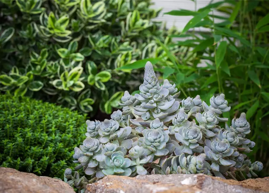 Orostachys iwarenge