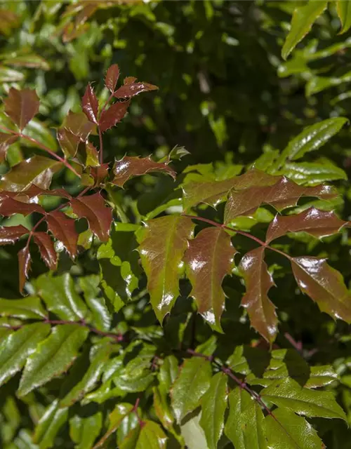 Mahonia aquifolium