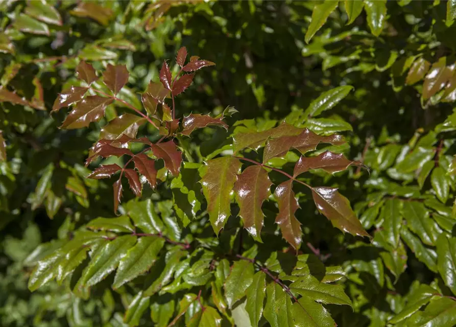 Mahonia aquifolium