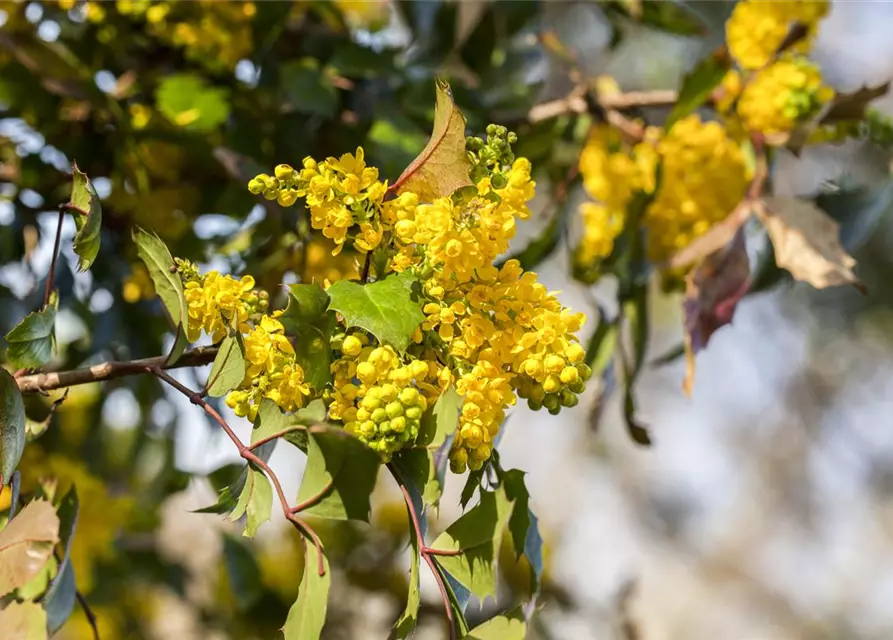 Mahonia aquifolium