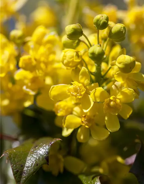 Mahonia aquifolium