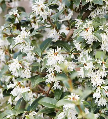 Osmanthus burkwoodii