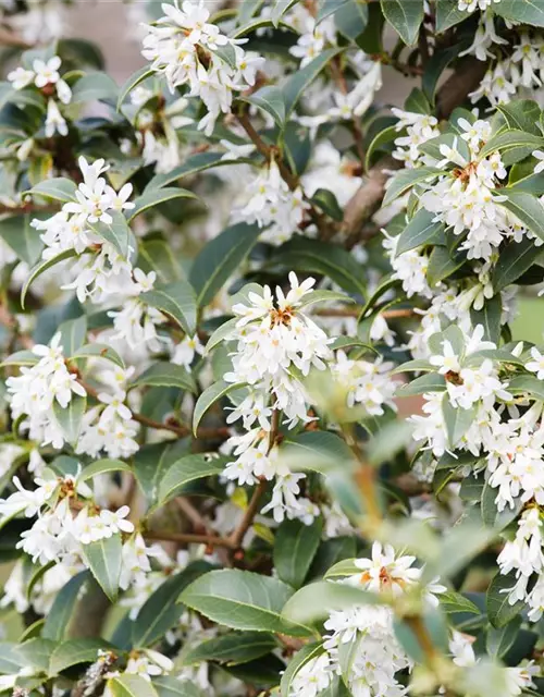 Osmanthus burkwoodii