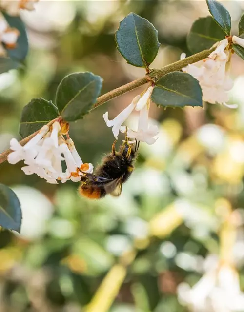 Osmanthus burkwoodii