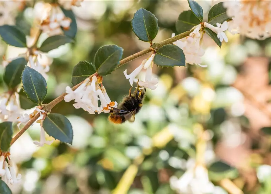 Osmanthus burkwoodii