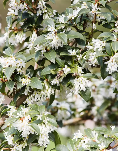 Osmanthus burkwoodii