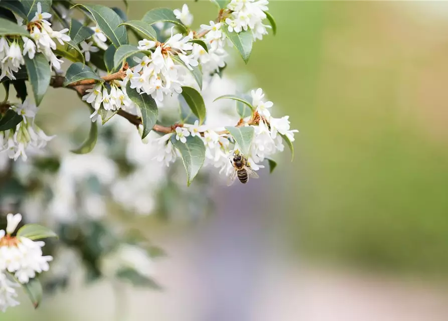 Osmanthus burkwoodii