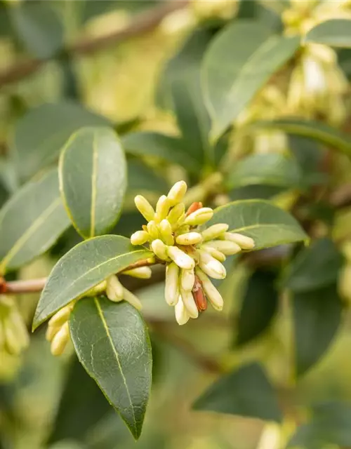 Osmanthus burkwoodii