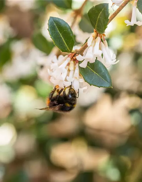 Osmanthus burkwoodii