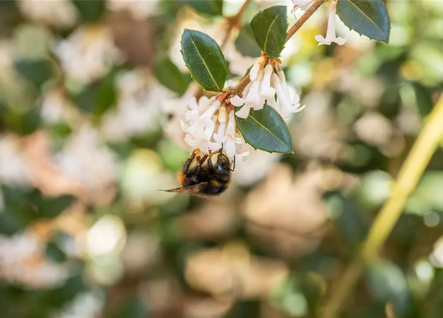 Osmanthus burkwoodii