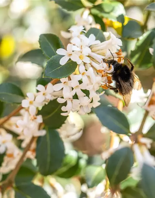 Osmanthus burkwoodii