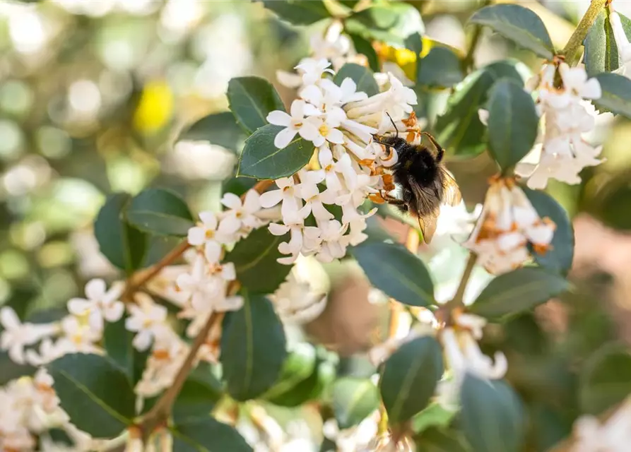 Osmanthus burkwoodii