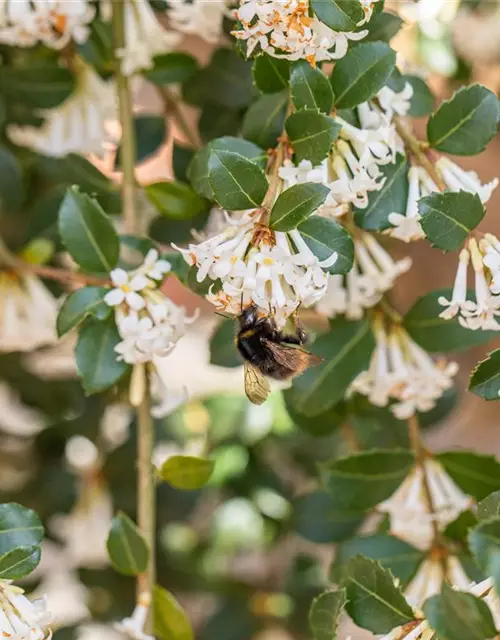 Osmanthus burkwoodii