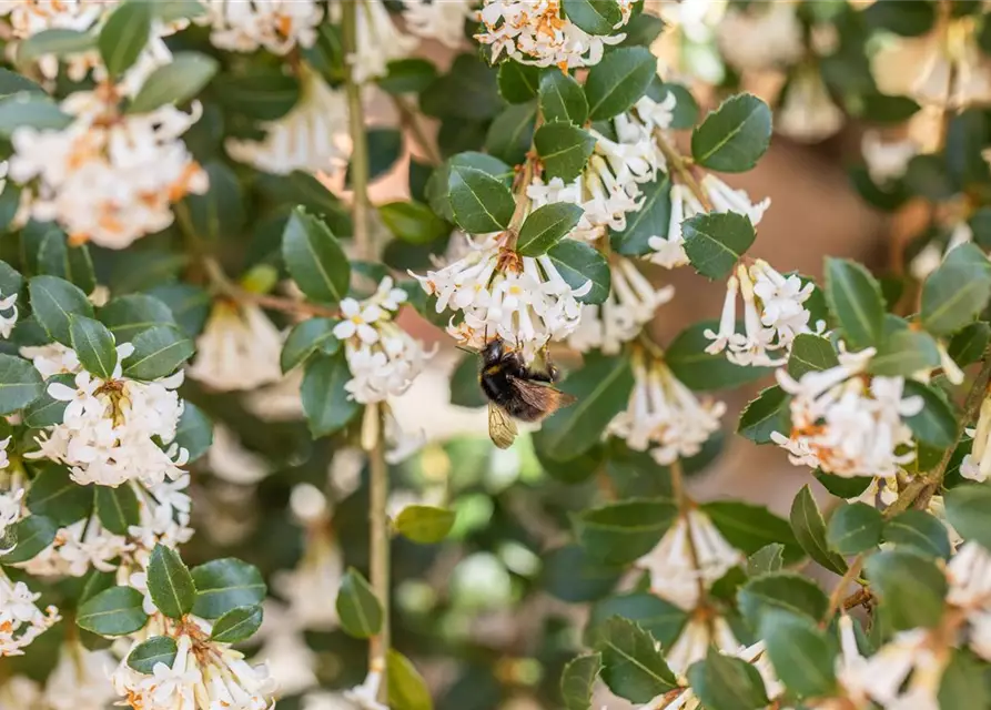 Osmanthus burkwoodii