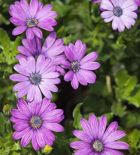 Osteospermum ecklonis