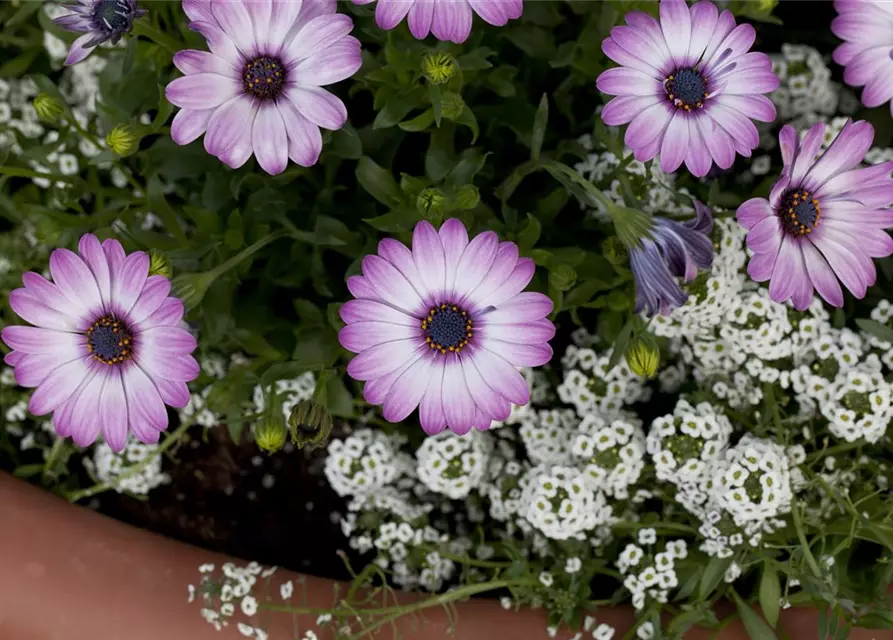 Osteospermum ecklonis