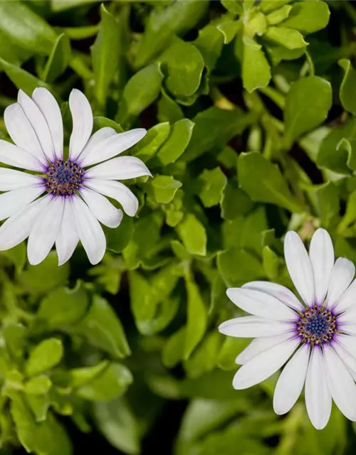 Osteospermum ecklonis