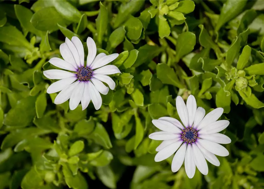 Osteospermum ecklonis