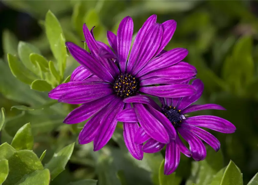 Osteospermum ecklonis