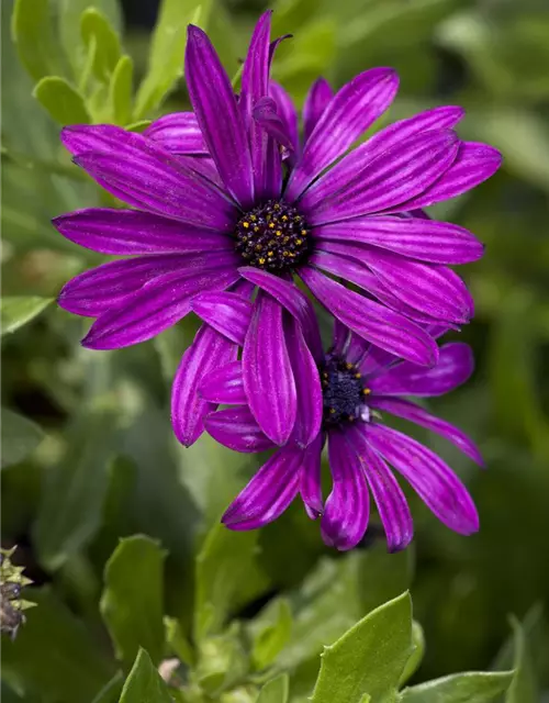 Osteospermum ecklonis