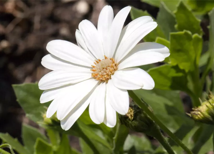 Osteospermum ecklonis