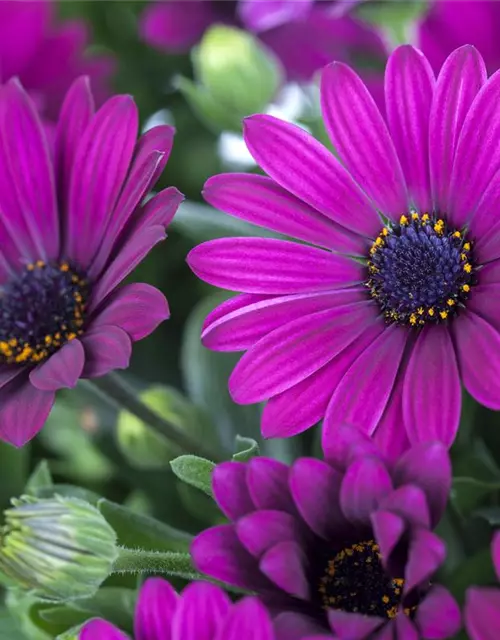 Osteospermum ecklonis