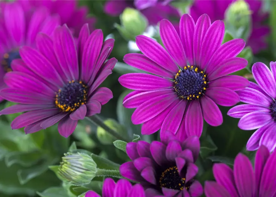 Osteospermum ecklonis