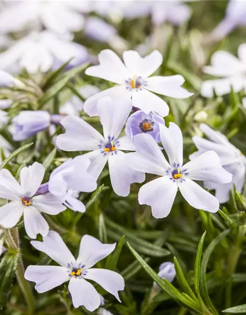 Phlox subulata