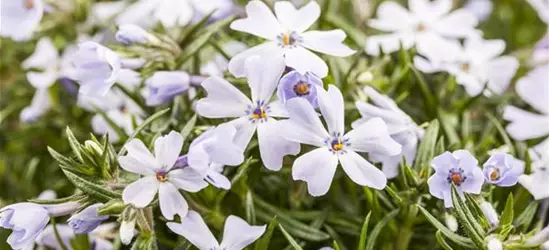 Phlox subulata