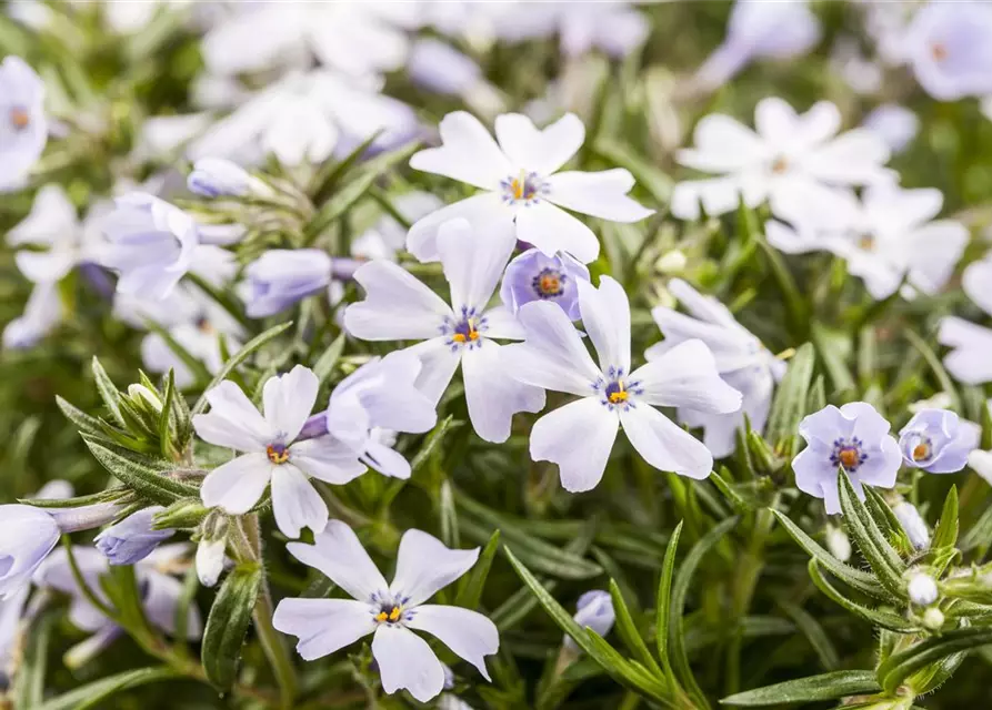 Phlox subulata