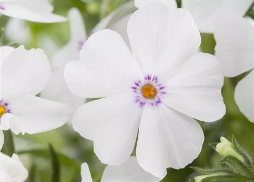 Phlox subulata