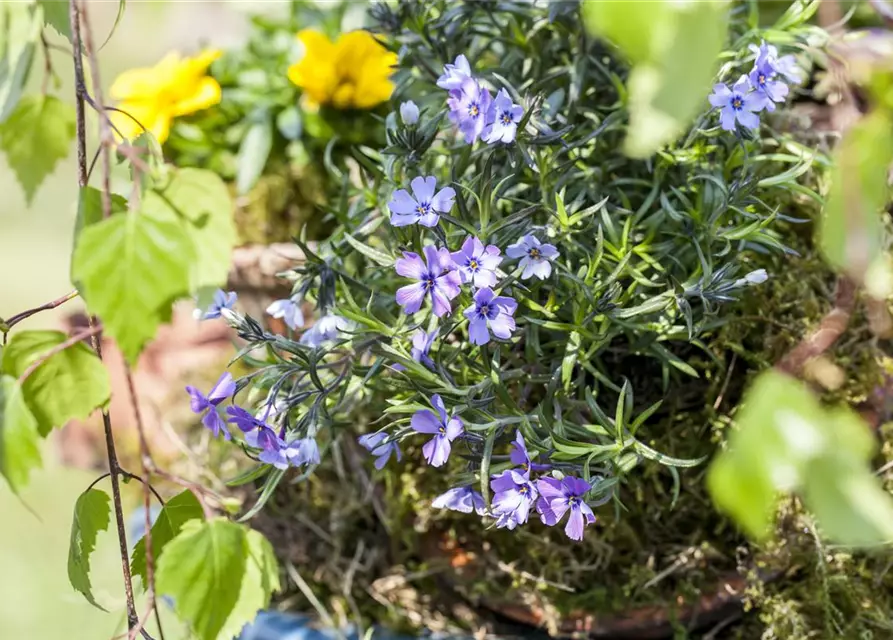 Phlox subulata