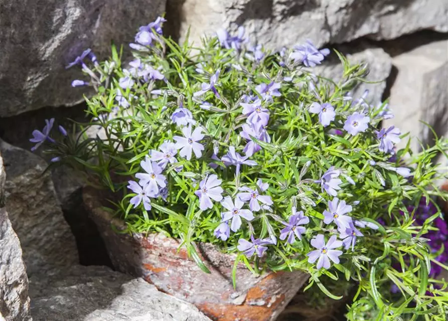 Phlox subulata