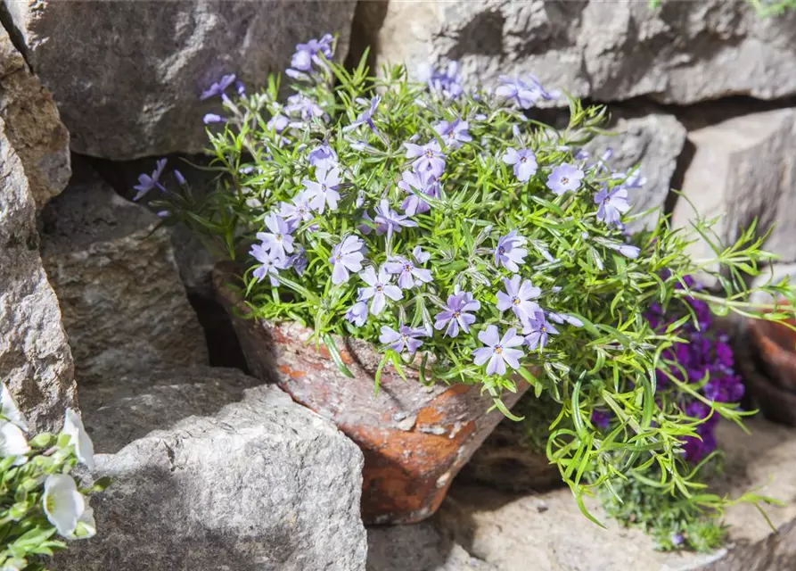 Phlox subulata