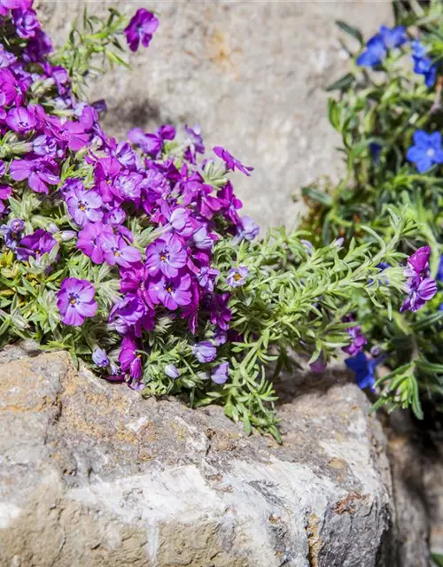 Phlox subulata