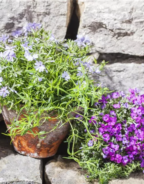 Phlox subulata