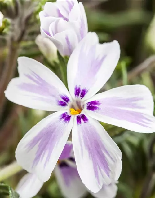 Phlox subulata