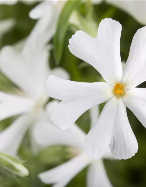 Phlox subulata