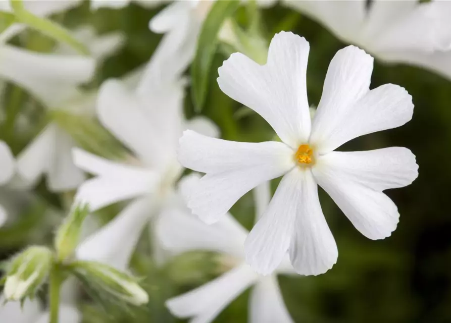 Phlox subulata