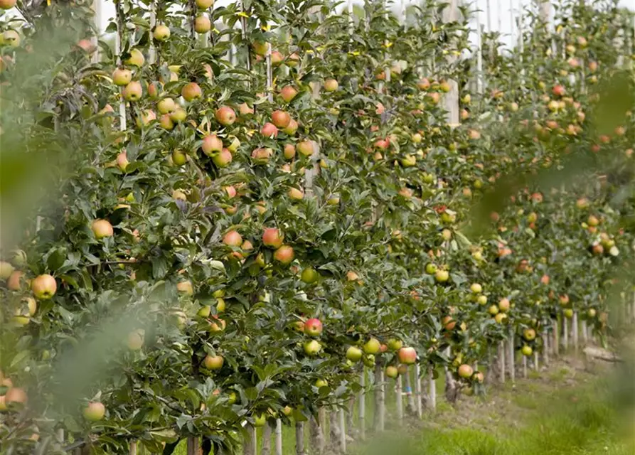 Malus domestica, Säule