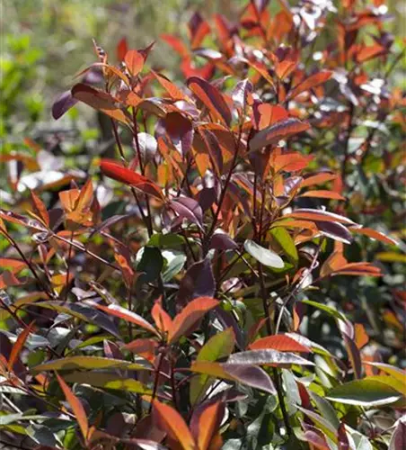 Photinia fraseri