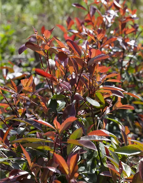 Photinia fraseri