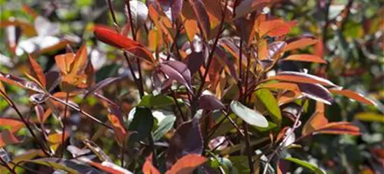 Photinia fraseri