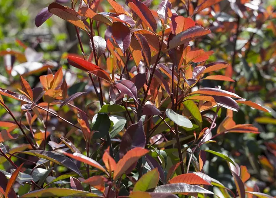 Photinia fraseri