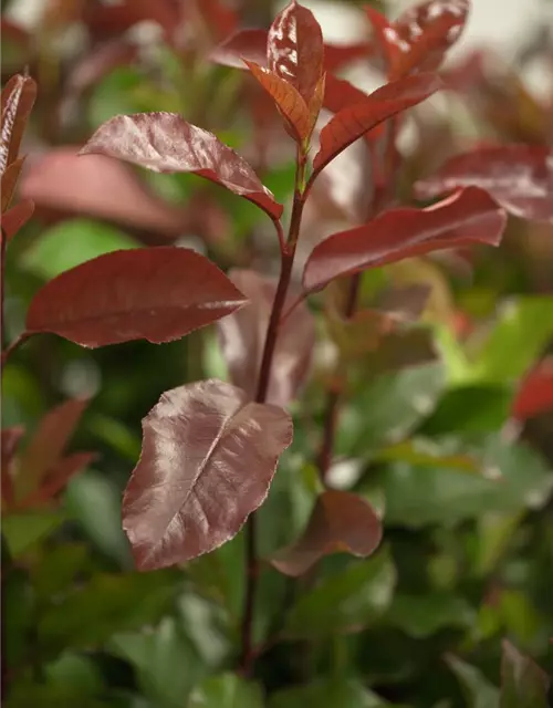 Photinia fraseri