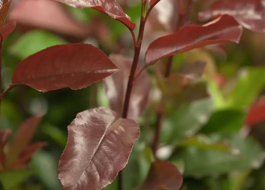 Photinia fraseri