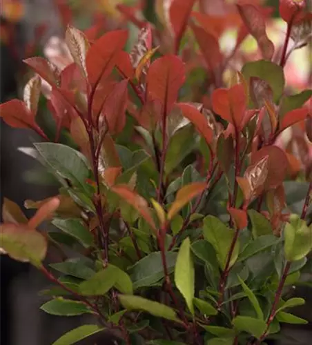 Photinia fraseri 'Little Red Robin'