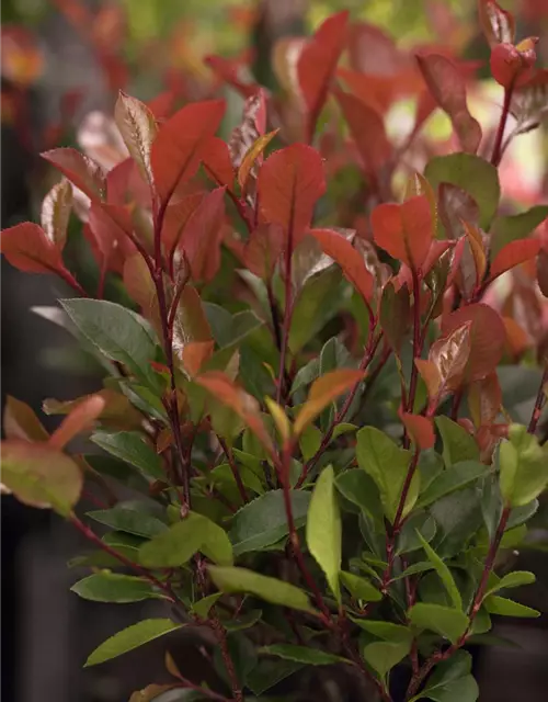 Photinia fraseri 'Little Red Robin'