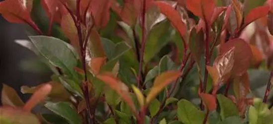 Photinia fraseri 'Little Red Robin'