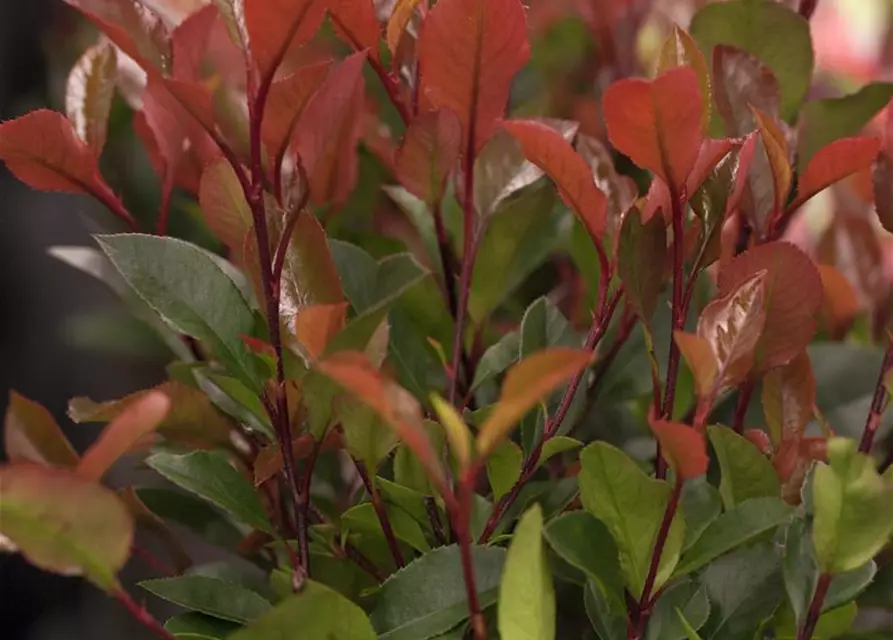 Photinia fraseri 'Little Red Robin'